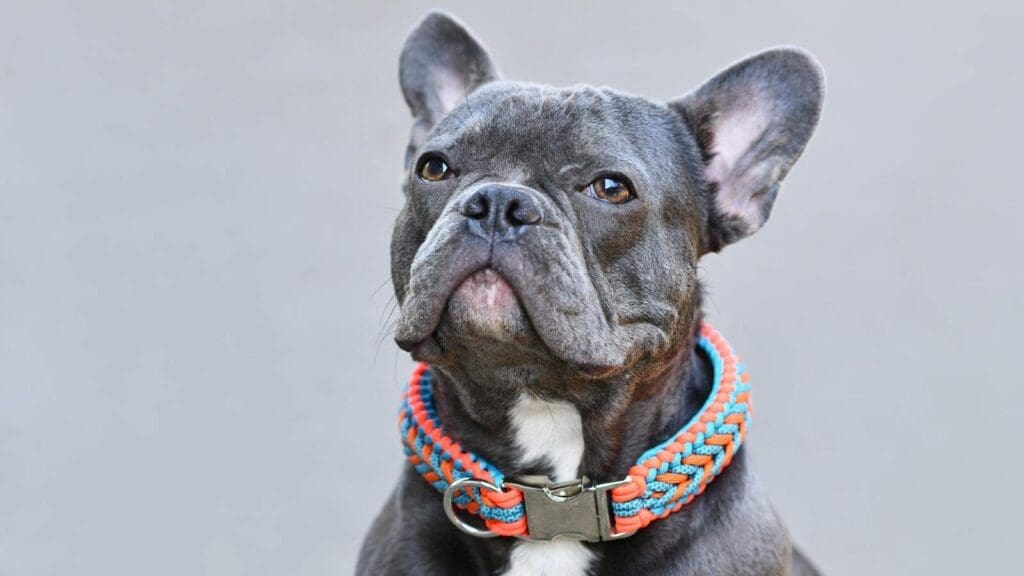 Fabric collars are less durable than other collars but can be used successfully Fabric collars are less durable than other collars but can be used successfully