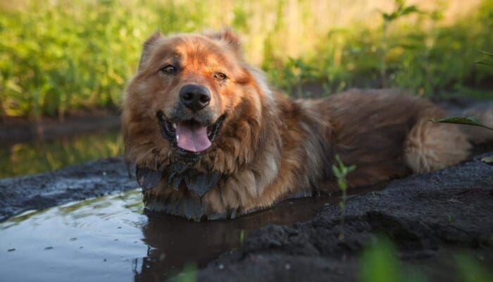 How to Clean a Dog Collar Easy Ways To Keep It Fresh How to Clean a Dog Collar Easy Ways To Keep It Fresh
