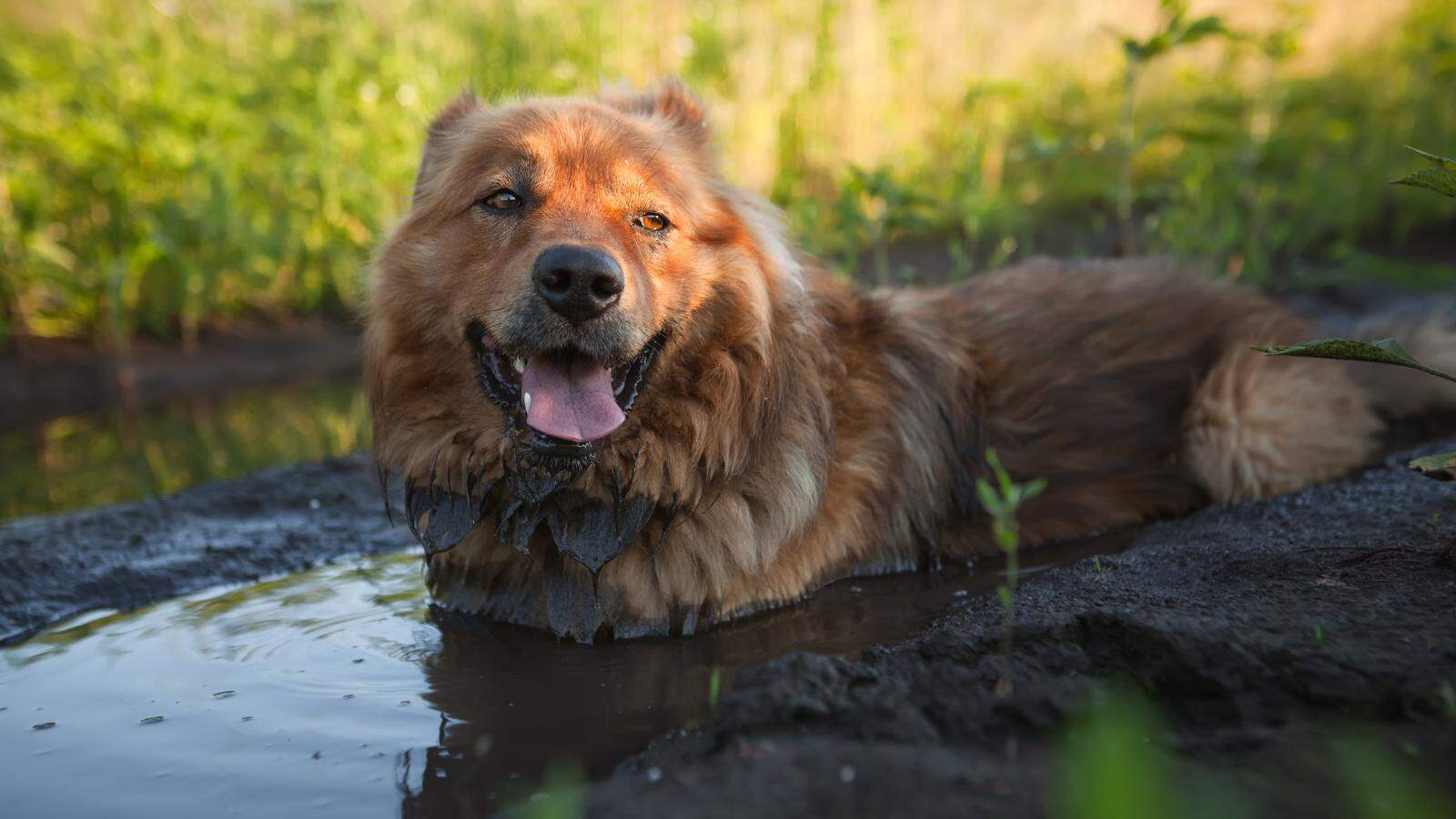 How to Clean a Dog Collar Easy Ways To Keep It Fresh