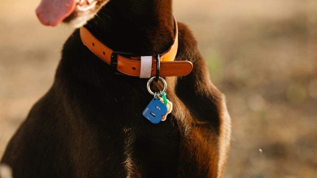 Leather dog collars are very durable have special care requirements Leather dog collars are very durable have special care requirements