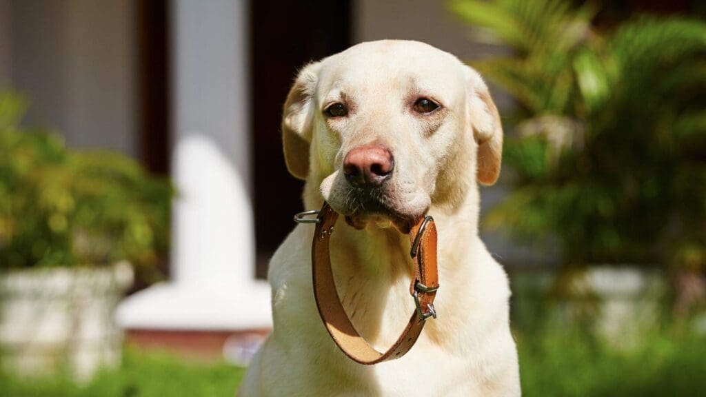 Remove any tags or attachments to your collar prior to washing Remove any tags or attachments to your collar prior to washing