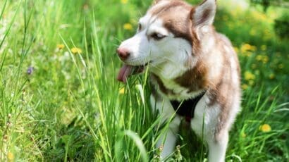 10 Dog Safe Shrubs Our Guide For a Pet Friendly Yard 10 Dog Safe Shrubs: Our Guide For a Pet Friendly Yard