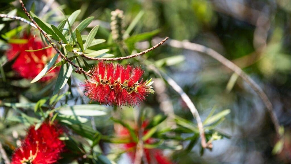 Callistemon is a dog safe flowering bush that is a great option for a pet friendly yard Callistemon is a dog safe flowering bush that is a great option for a pet friendly yard