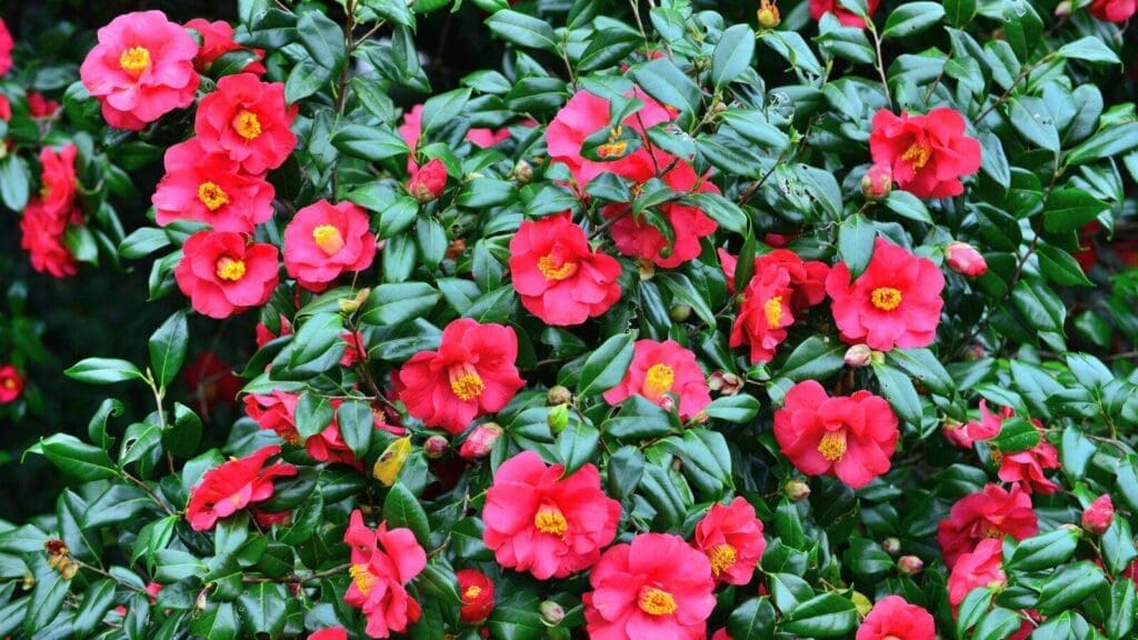 Camellia is a great evergreen shrub that falls into the category of dog safe shrubs Camellia is a great evergreen shrub that falls into the category of dog safe shrubs