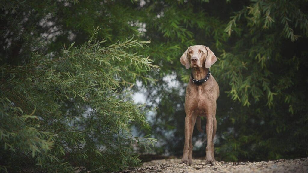 Choosing dog safe shrubs will allow your dog to explore while having a beautiful yard Choosing dog safe shrubs will allow your dog to explore while having a beautiful yard