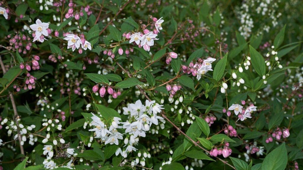 Deutzia is a colorful addition to your yard thats safe for your yard Deutzia is a colorful addition to your yard thats safe for your yard