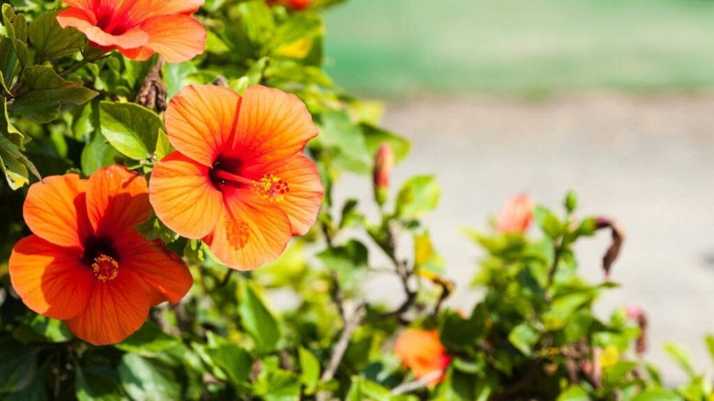 Hibiscus is a colorful shrub that is available in cold hardy varities as well Hibiscus is a colorful shrub that is available in cold hardy varities as well