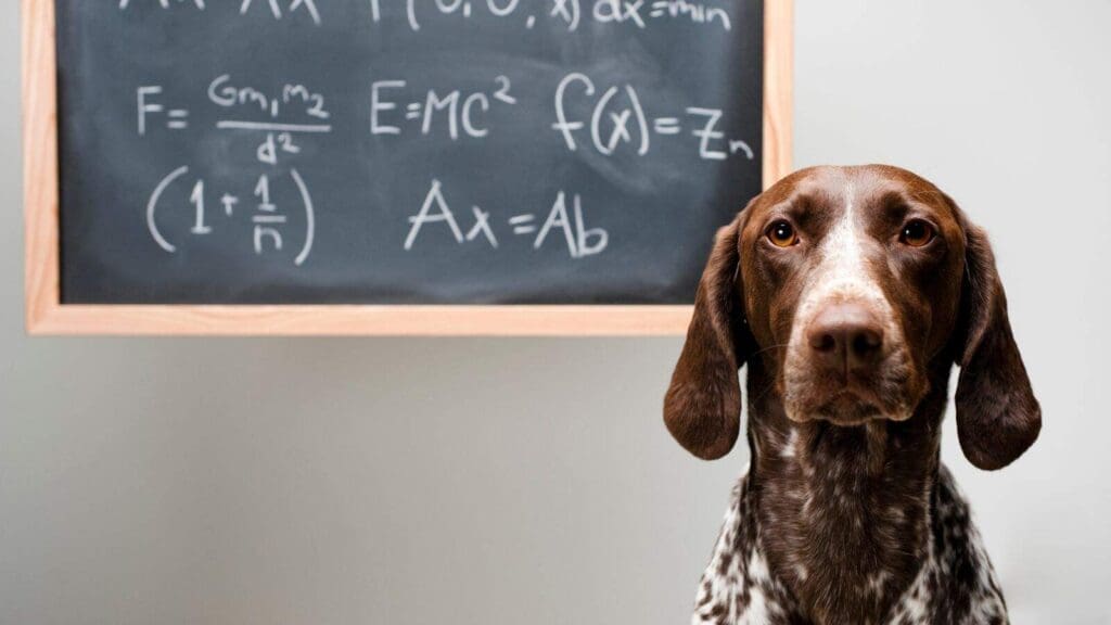 Image of brown dog in front of a chalkboard with math Image of brown dog in front of a chalkboard with math