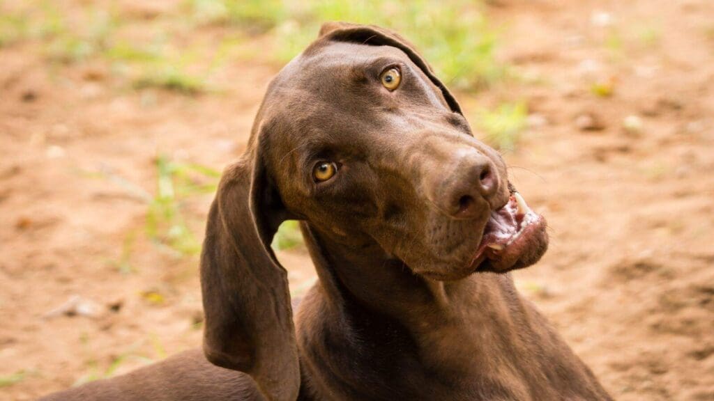 Large brown dog tilting head with mouth open Large brown dog tilting head with mouth open