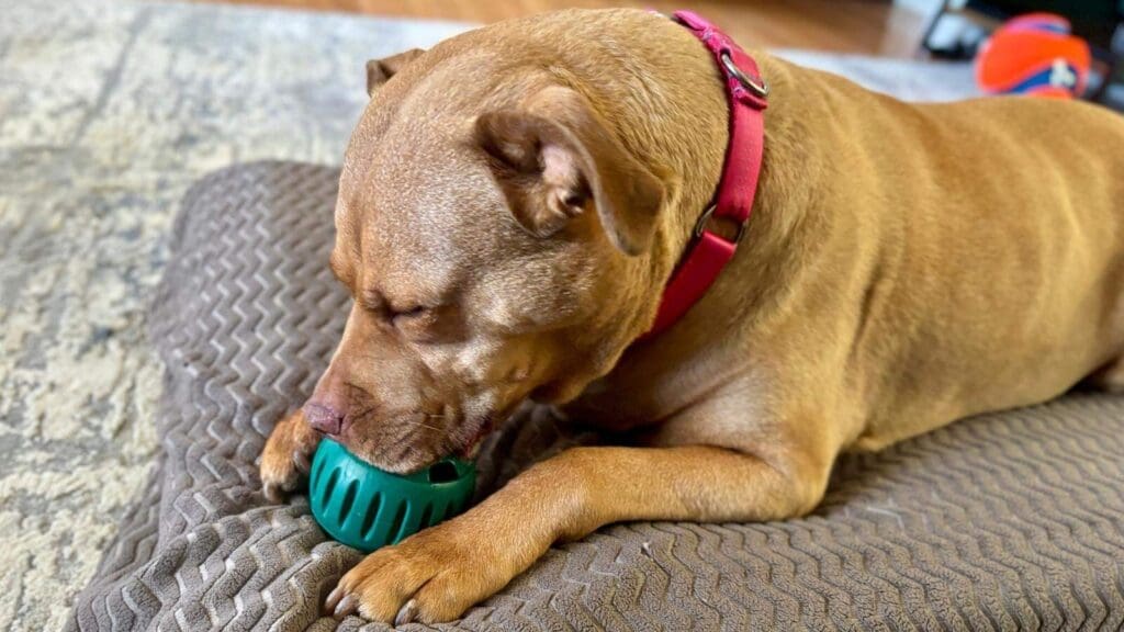 Our favorite Woof Pupsicle recipes Cheap and Easy Ideas Our favorite Woof Pupsicle recipes: Cheap and Easy Ideas