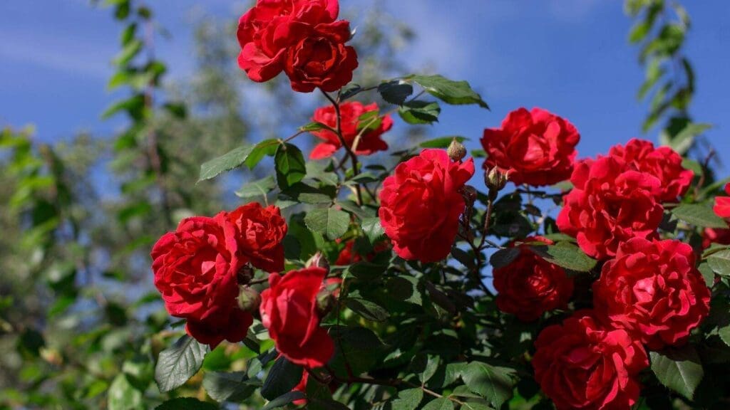 Roses are a great dog safe shrub just be careful of thorns Roses are a great dog safe shrub just be careful of thorns