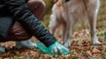 5 Options For What To Do With Dog Poop Until Garbage Day
