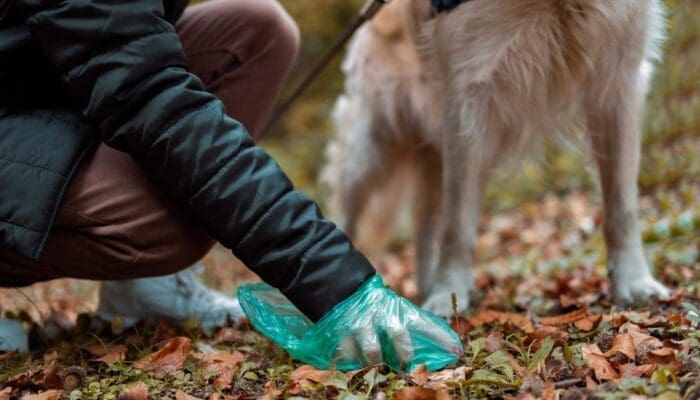5 Options For What To Do With Dog Poop Until Garbage Day 5 Options For What To Do With Dog Poop Until Garbage Day