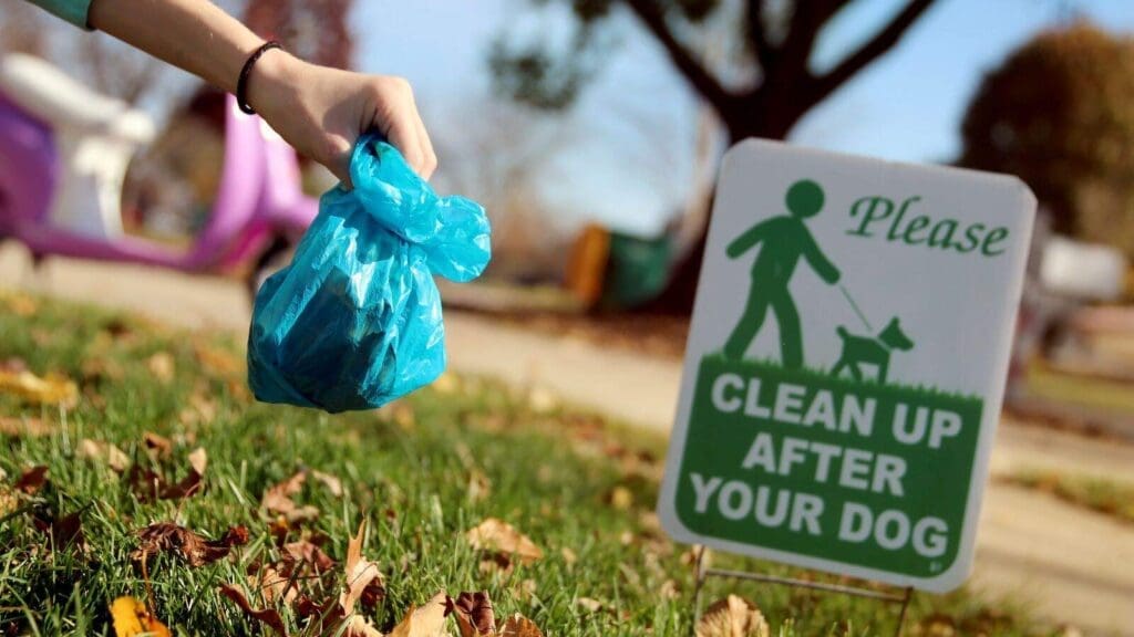 Blue bag of dog poop near a sign on a fall yard Blue bag of dog poop near a sign on a fall yard