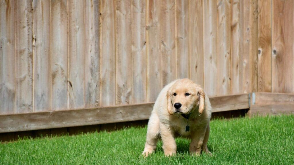 Picture of a light brown dog going the bathroom near a wood fence Picture of a light brown dog going the bathroom near a wood fence