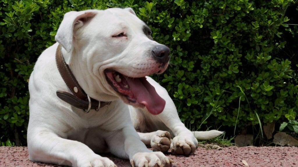White bully breed dog in front of a shrub laying down White bully breed dog in front of a shrub laying down