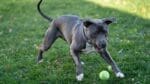 Top 9 Easy & Cheap Games to Play with Dogs Outside